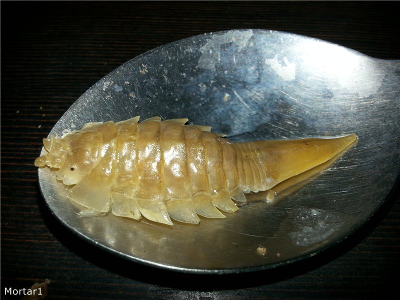 Морской таракан: фото и особенности жизни