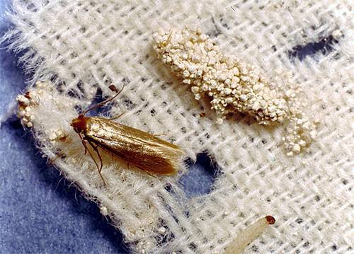 Как избавиться от моли в доме: подборка народных и современных способов борьбы с бабочками и личинками