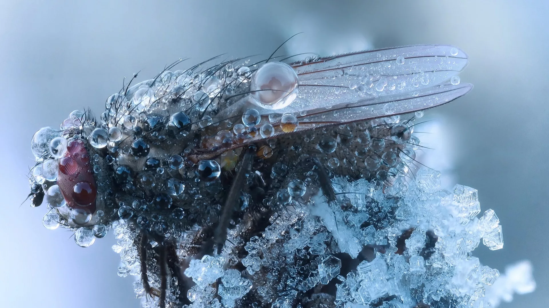 Муха примета. Анабиоз мух. Зимние насекомые. Зимние мухи. Муха зимой.