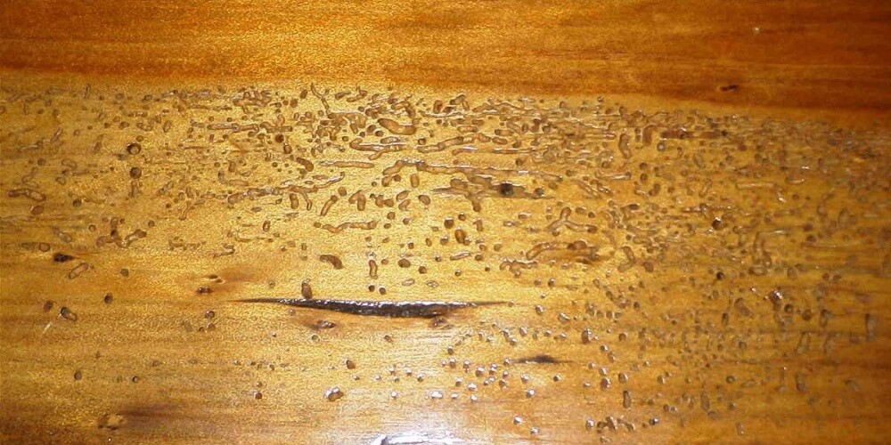 Короеды в деревянном доме — описание как избавиться от жука-точильщика. советы как удалить навсегда опасных паразитов (105 фото)