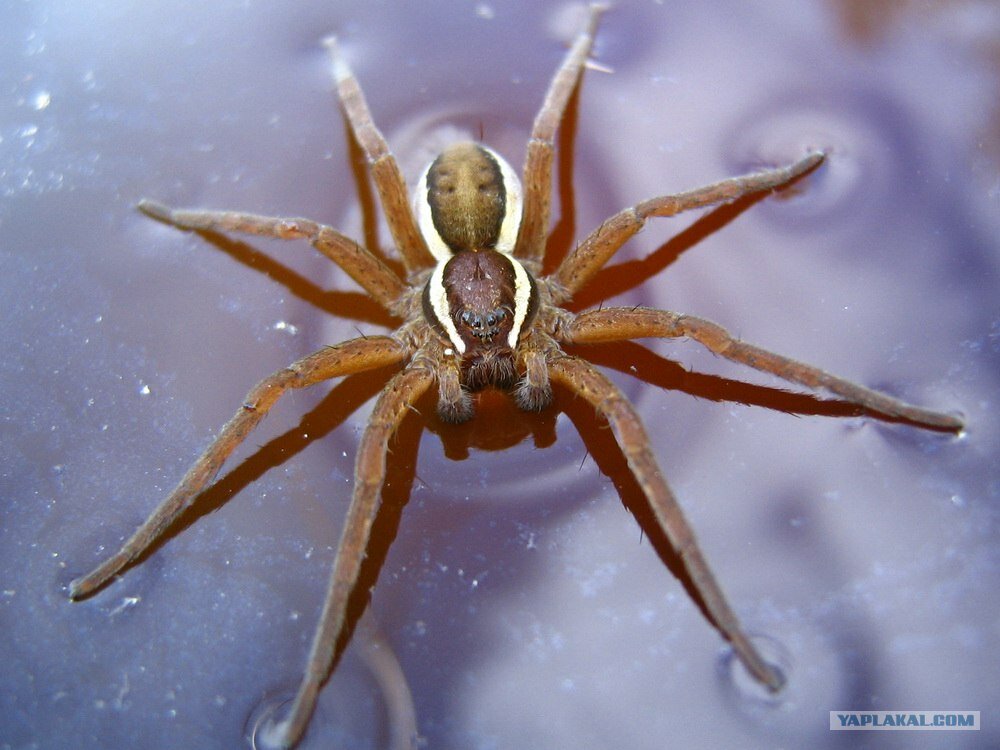 Как выглядит водяной паук и опасен ли для человека — интересные факты о серебрянке, разновидности