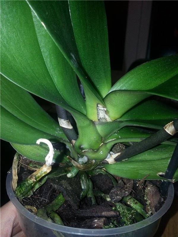 Мучнистый червец на орхидее: как с ним бороться в домашних условиях. советы для начинающих цветоводов. химические препараты и народные рецепты.