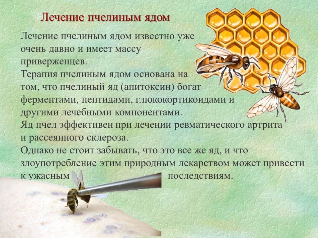 Пчелиный яд польза и вред: особенности, лечение и действие на организм