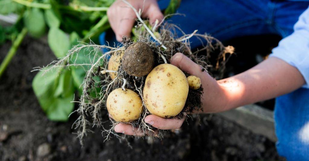 Как избавиться от проволочников на картофельном участке