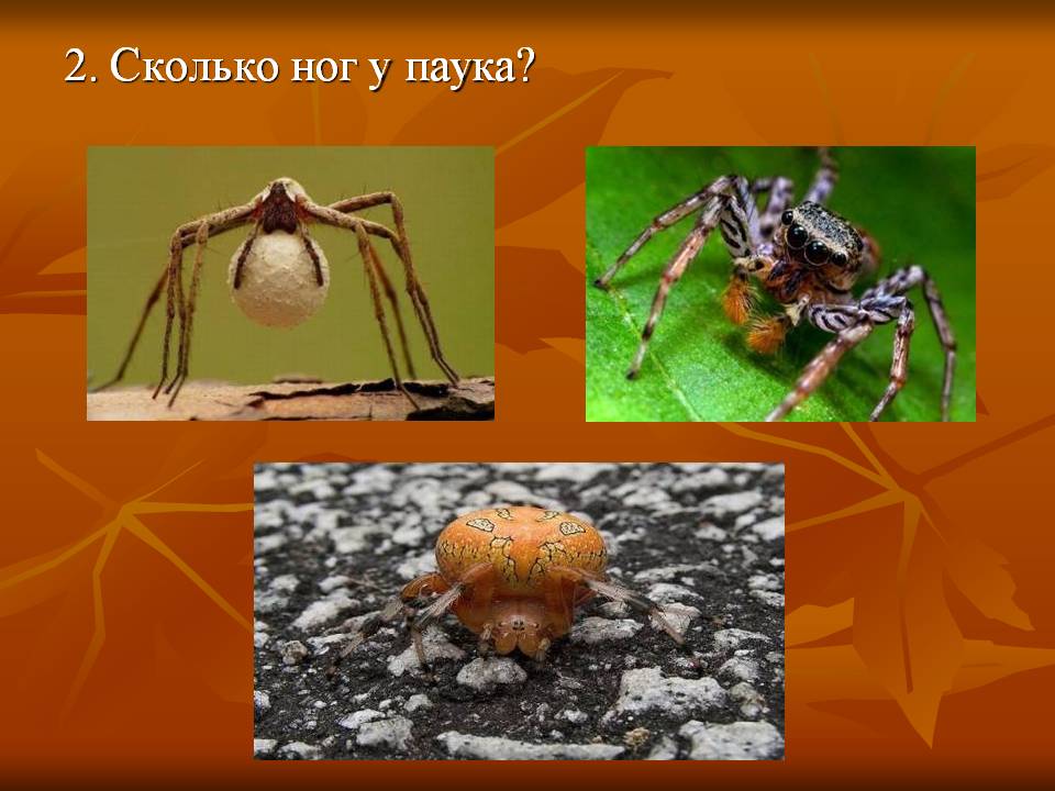 Сколько лап у паука или самые занимательные факты про существ, живущих в паутине