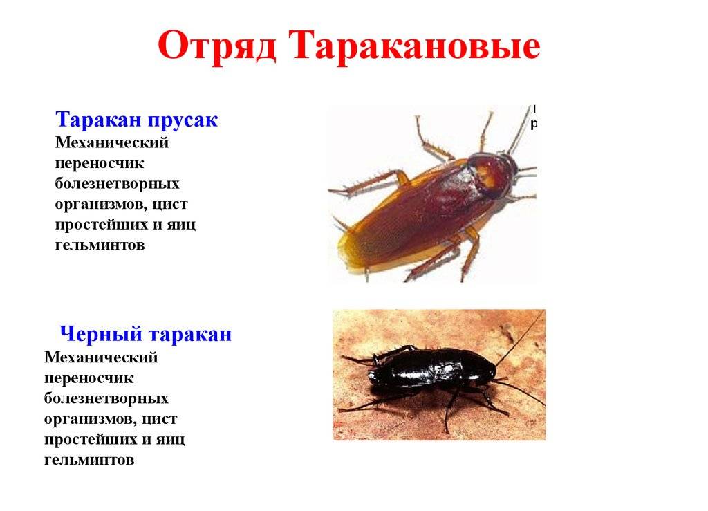 Домашние вредные и экзотические тараканы, виды, меры борьбы