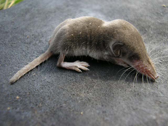 Мышь с длинным носом фото и название животное