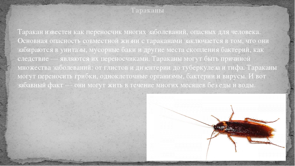 Какой вред наносят тараканы человеку: какие инфекции и болезни переносят