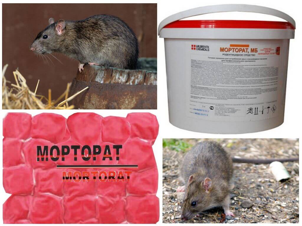 Как избавиться от мышей — самая эффективная отрава
