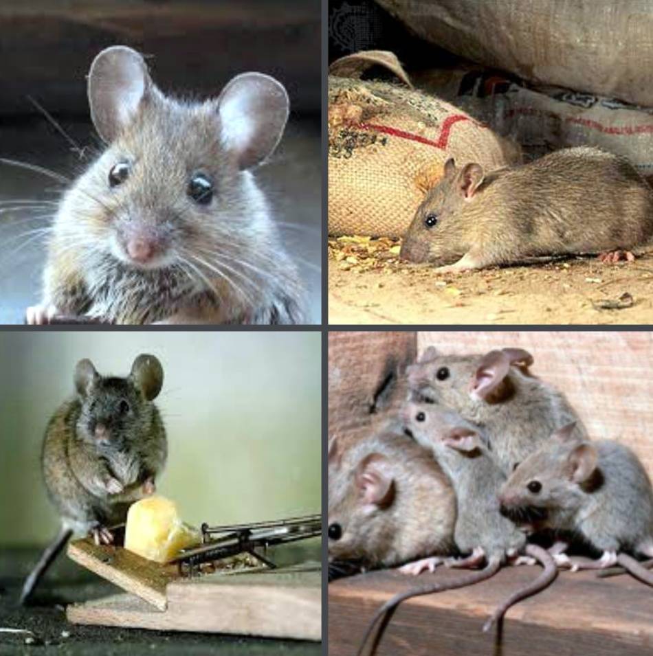 В норке живёт, корку грызёт... что мы знаем про мышей и крыс