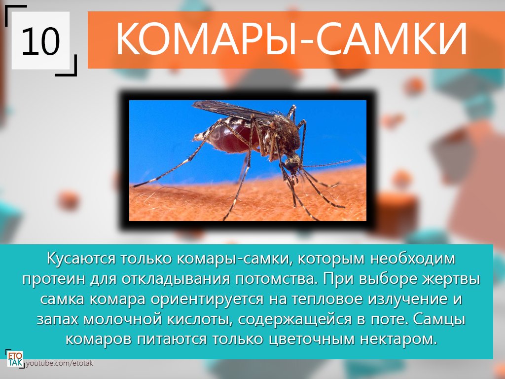 Интересные факты о строении комаров