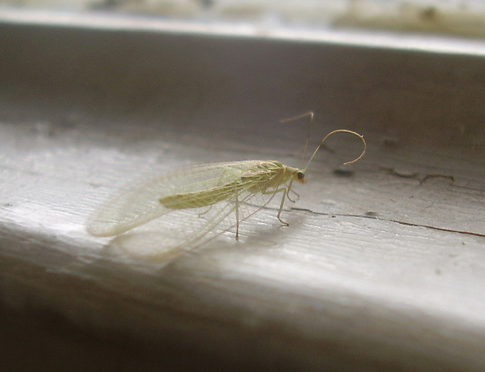 Сколько живут мошки: как проходит процесс развития насекомого?