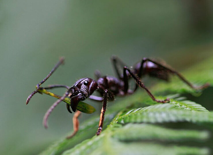 О муравьях-пулях: обыкновенная жизнь необычных насекомых
