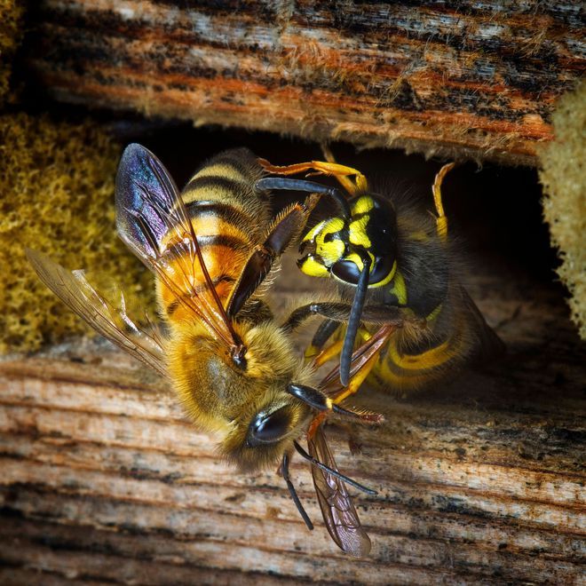Враги и вредители пчелы: как бороться, большая и малая восковая моль, признаки болезни, меры борьбы, профилактика