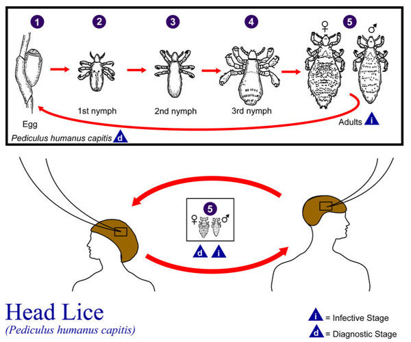 Как размножаются вши на голове, цикл развития