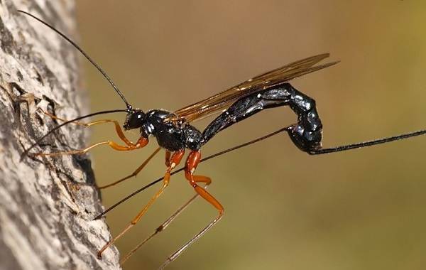 Как выглядит паразитические осы-наездники и представляют ли опасность для людей