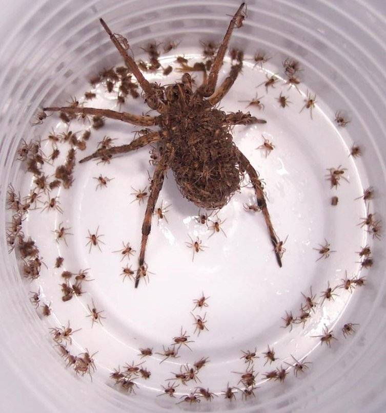 Сколько живут пауки в квартире и в дикой природе. продолжительность жизни паукообразных