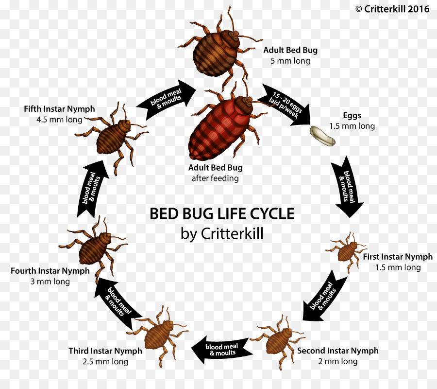 Выясняем сколько живут тараканы? домашние и в дикой природе. какой у них жизненный цикл