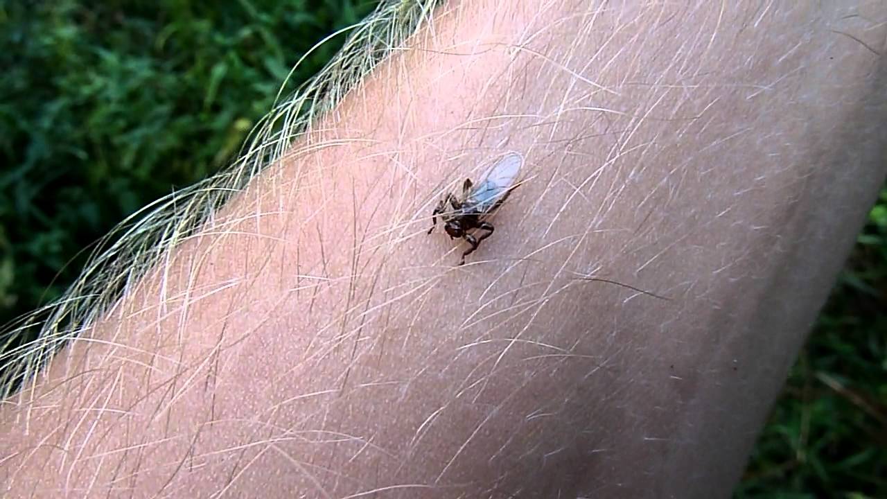 Лосиная вошь, или муха: чем опасна, способы борьбы. нападение лосиного клеща на человека: в чём опасность лосиная муха в квартире откуда и как