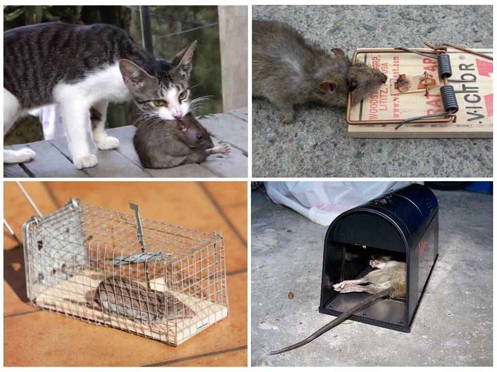 Борьба с крысами в сарае и гараже химией и народными средствами - способы и советы