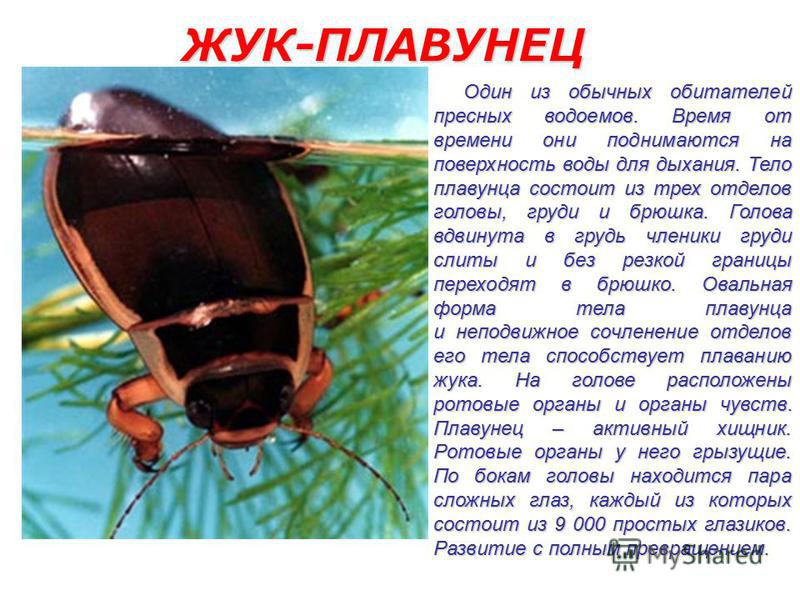 Жук плавунец: жизненный цикл и дыхание насекомого