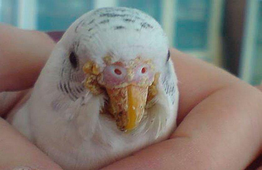 Причины, симптомы, лечение чесоточного клеща у волнистого попугая
