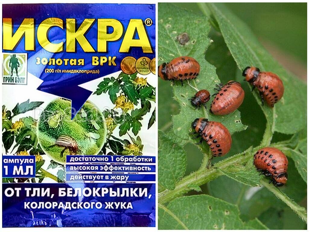 От колорадского жука семена картофеля. Отрава для колорадского жука. Жук от колорадского жука. Яд от колорадского жука.