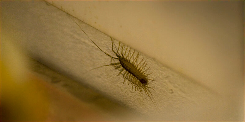Каких домашних насекомых можно найти в жилье человека: паразиты и вредители