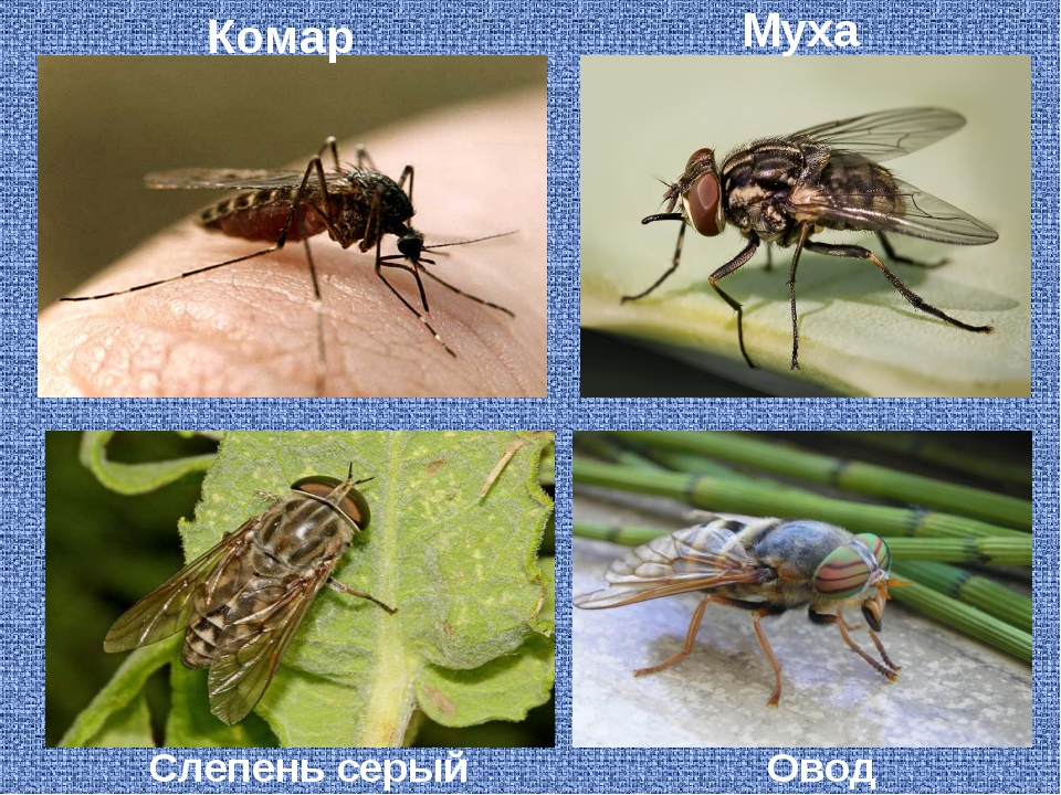 Слепень: как выглядит насекомое, чем питается, как размножается, чем опасен, фото