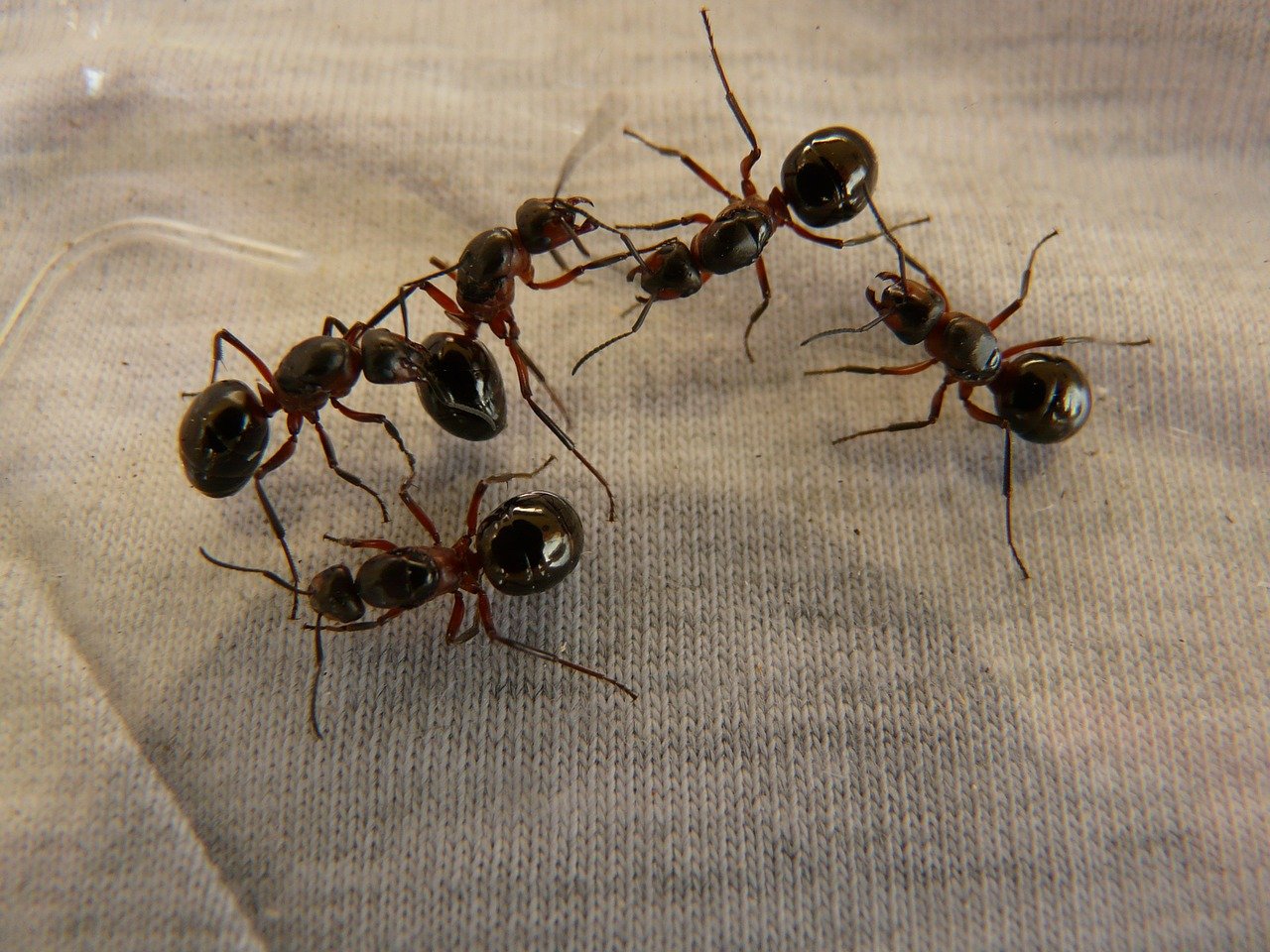 Как избавиться от красных муравьев в квартире: гели, порошки, мелки, народные средства