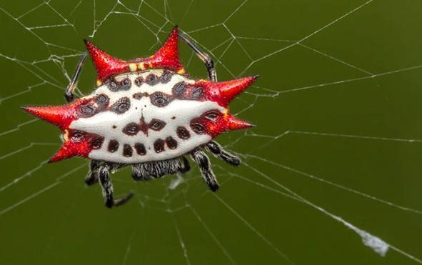 Захватывающий мир рогатых пауков-кругопрядов | знание – свет