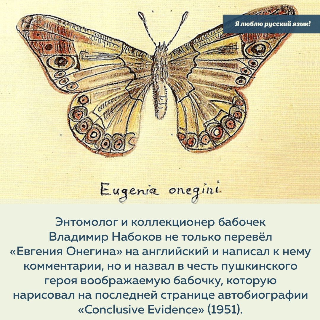 Как появляются бабочки: стадии развития - gkd.ru
