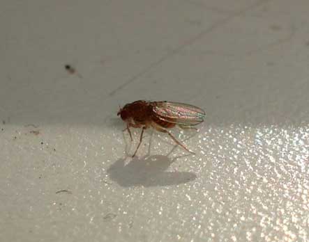 Откуда берутся мухи в квартире или доме?