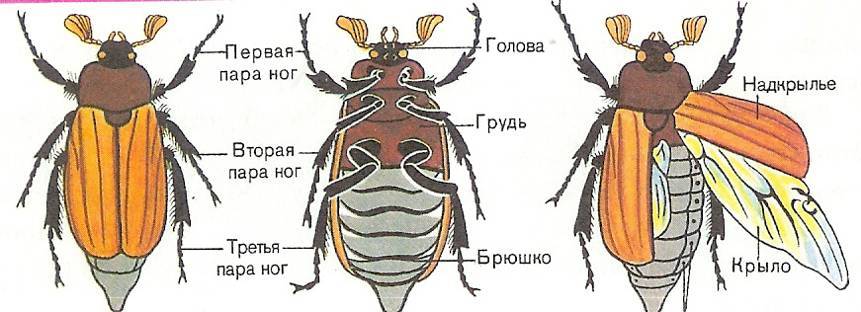 Схема строения насекомых