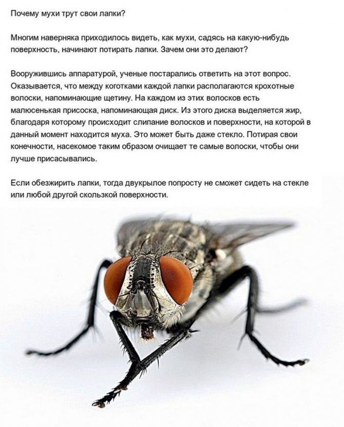 Для чего мухи потирают лапками? Факты о мухах