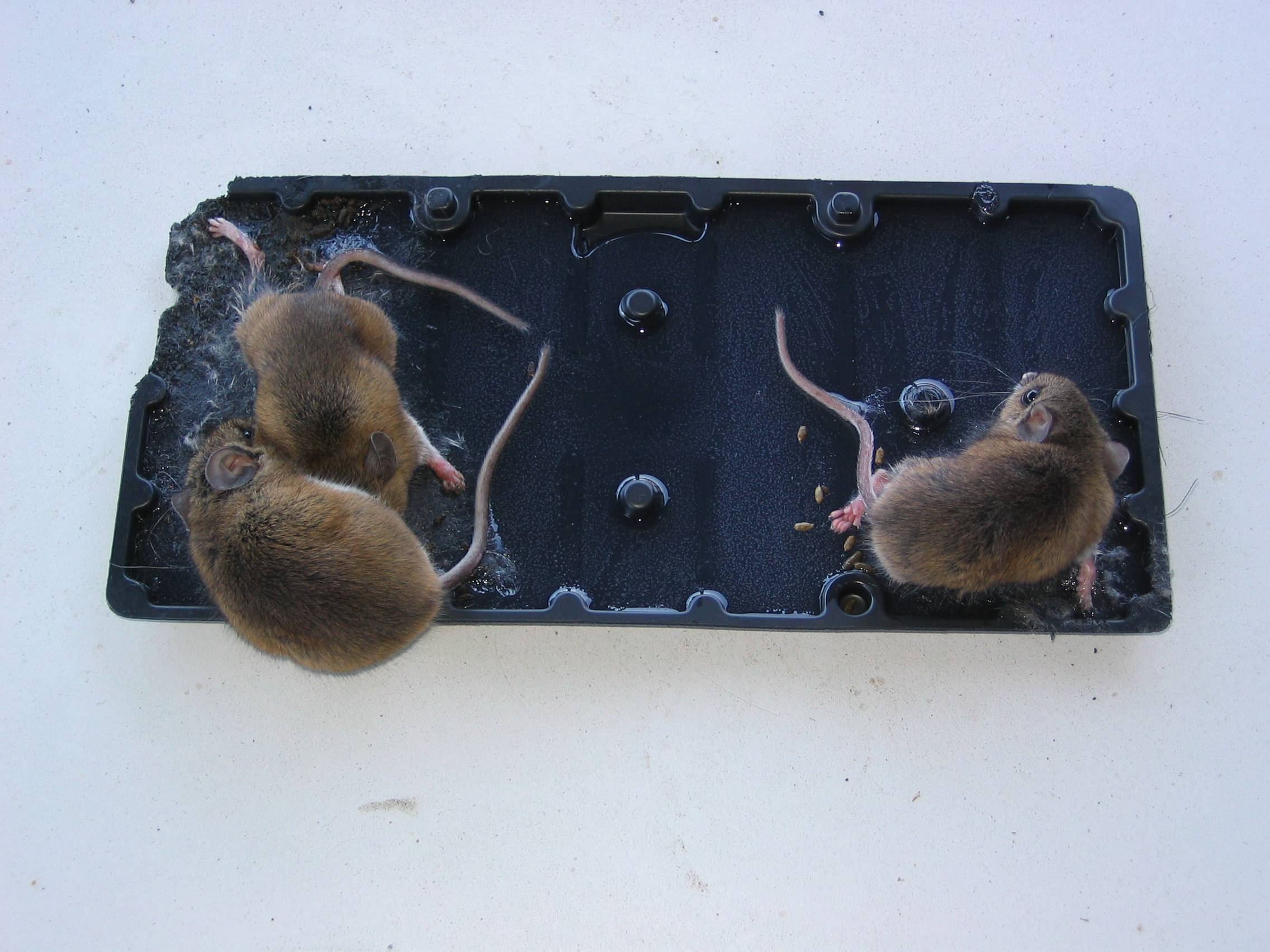 Что положить в мышеловку, для приманки мышей и крыс: лучшие средства