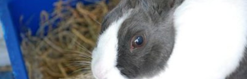 Бывают ли блохи у кролика, как их вывести: срадства, капли, народные средства