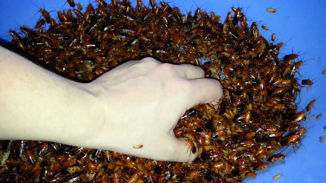 Таракан туркменский (blatta lateralis) | клуб любителей муравьев