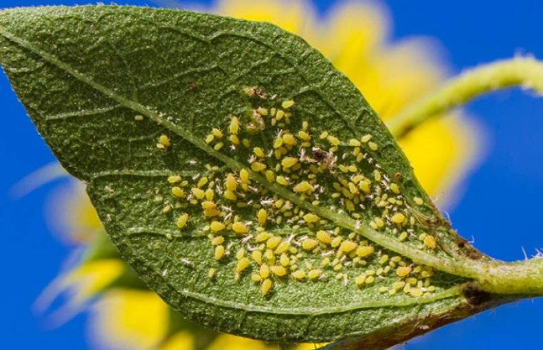 Как и чем бороться с тлёй в огороде: способы как избавиться навсегда народными средствами и инсектицидами