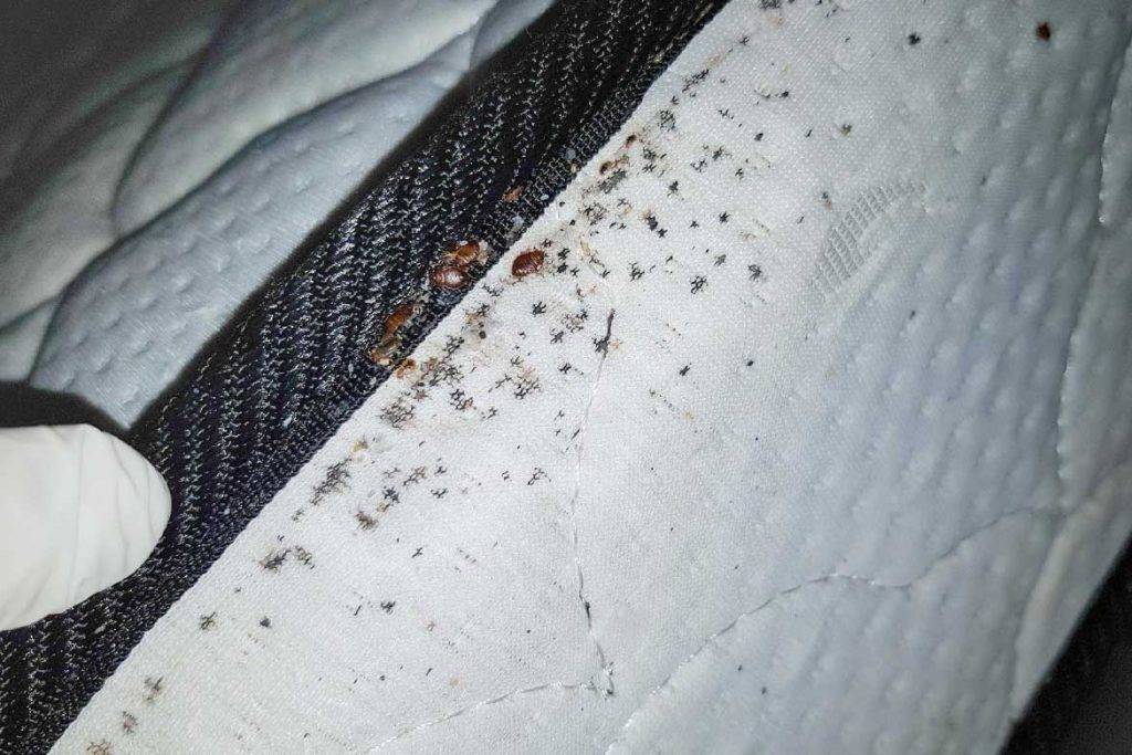 Откуда берутся клопы в квартире или доме, причины появления и как попадают в жилище / как избавится от насекомых в квартире