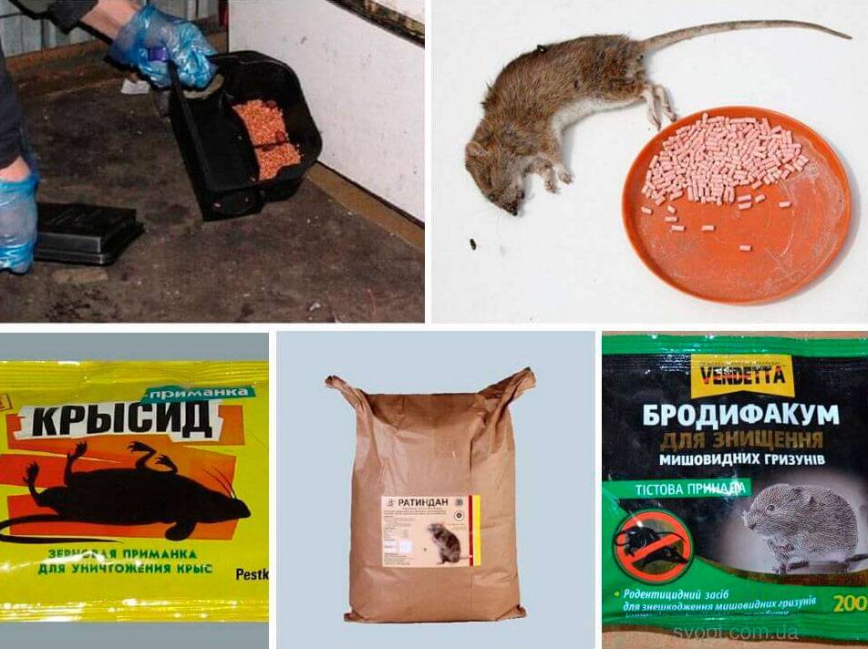 Что делать если кошка отравилась крысиным ядом