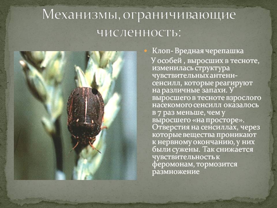 Садовые клопы: подробно о вредных и полезных насекомых с фото