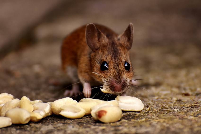 Кто ест мышей из животных в дикой природе
