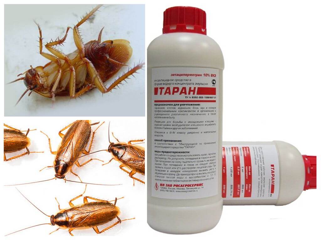 Ловушки рейд от тараканов: описание, инструкция по применению и отзывы