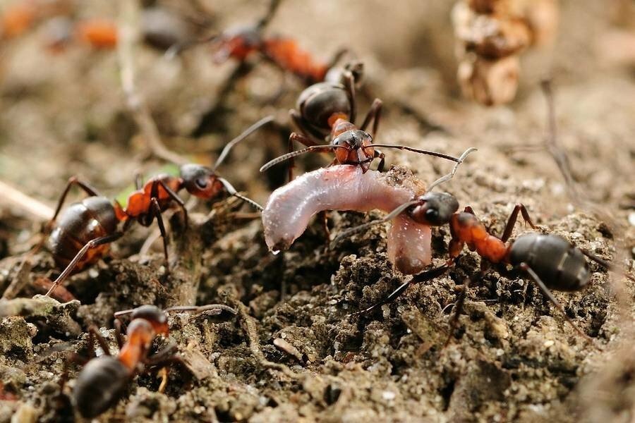 Как избавится от муравьев навсегда. самые эффективные способы