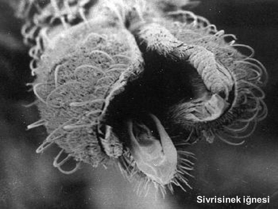 Комары: откуда берутся, как размножаются, чем питаются и как выглядят на разных стадиях развития - личинки и имаго, фото