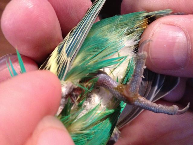 Блохи у волнистых попугаев: лечение и профилактика