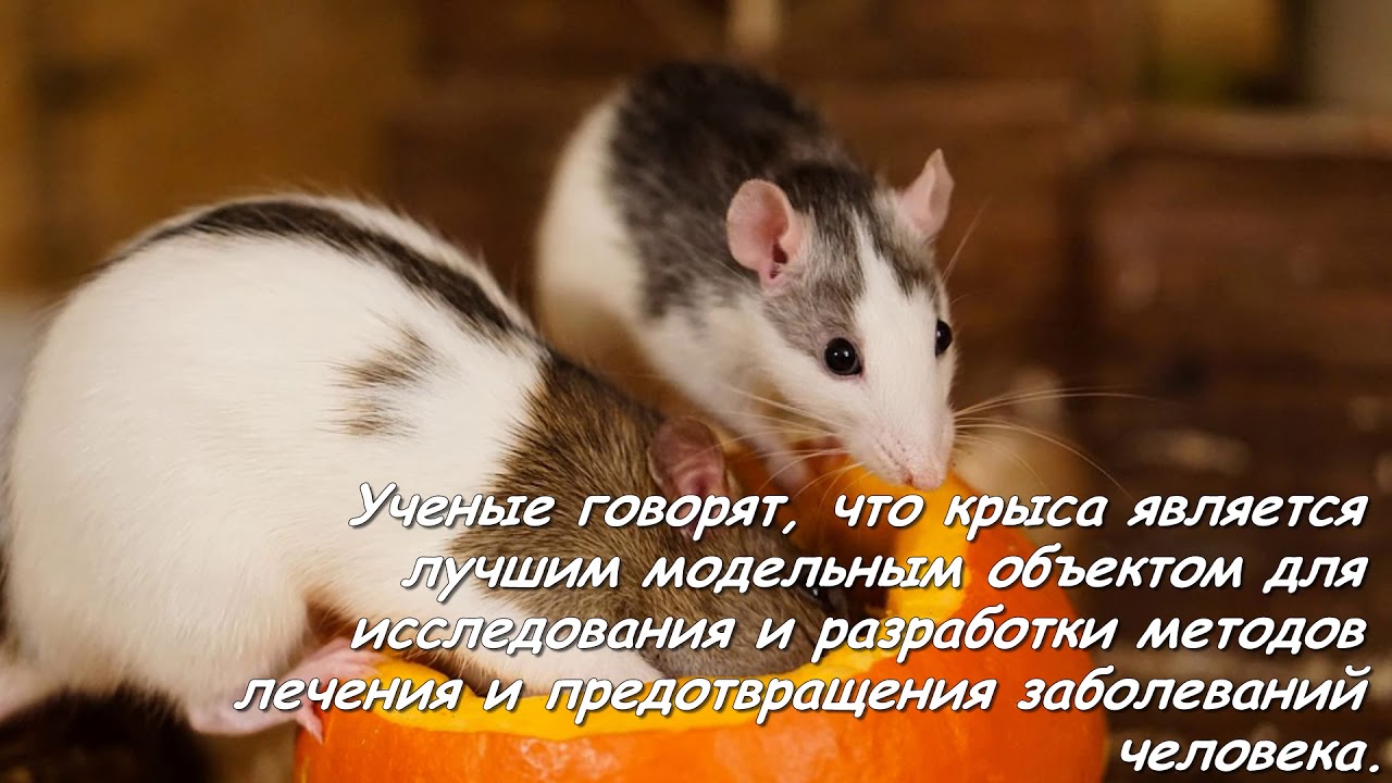 Умственные способности крыс: интересные факты об интеллекте крыс