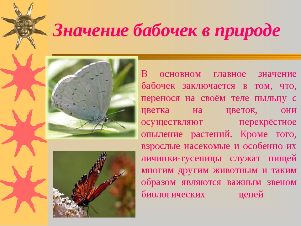 Бабочка — описание, виды, классификация, жизненный цикл чешуекрылых. фото и видео ярких представителей вида.