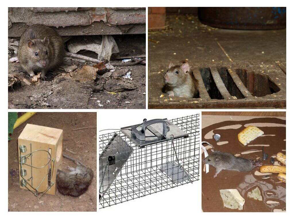 Борьба с крысами в домашних условиях 